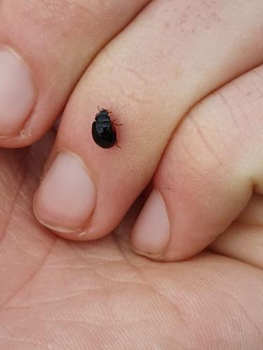 Réf. 323 297 : Adalia bipunctata